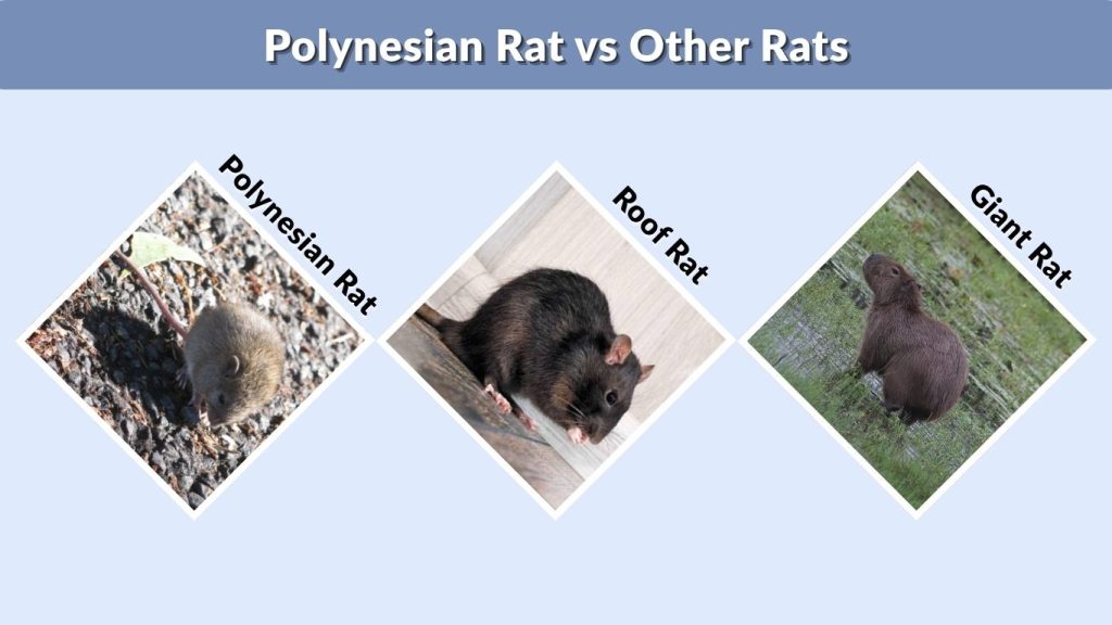 Polynesian Rat vs Other Rats