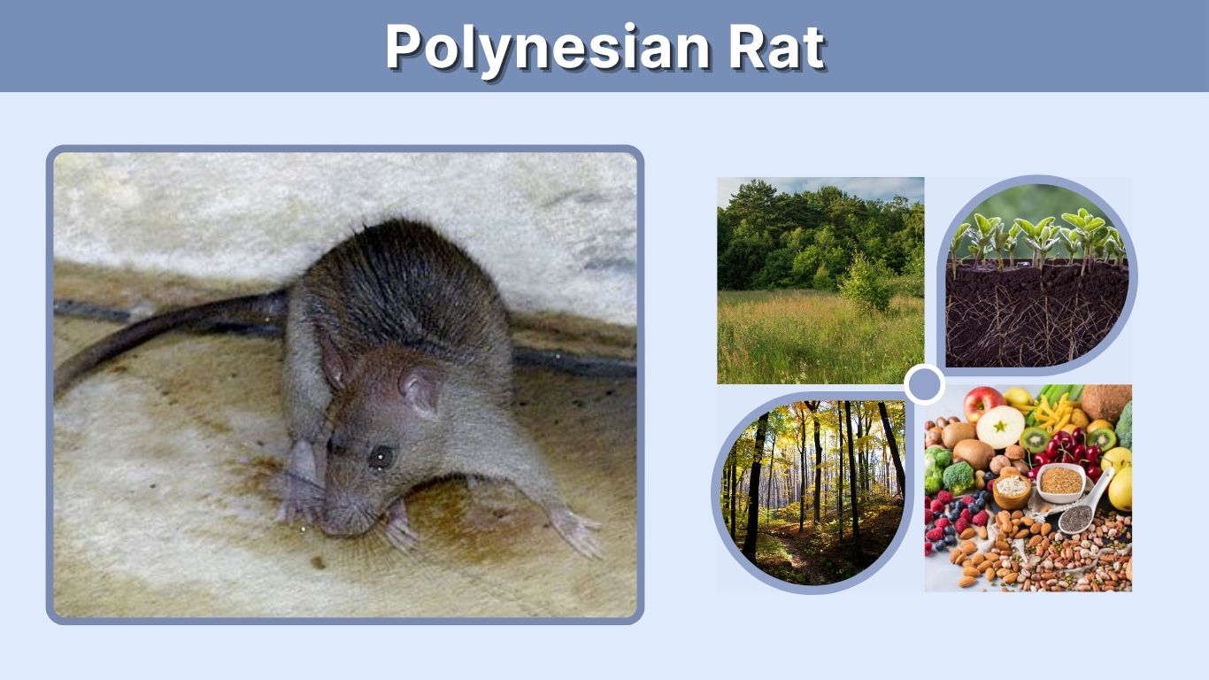 Polynesian Rat: Size, Habitat, Scientific Name & Facts (Kiore Guide)