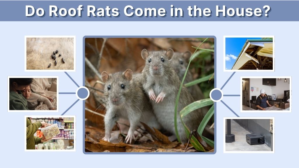 Do Roof Rats Come in the House? Signs and Prevention