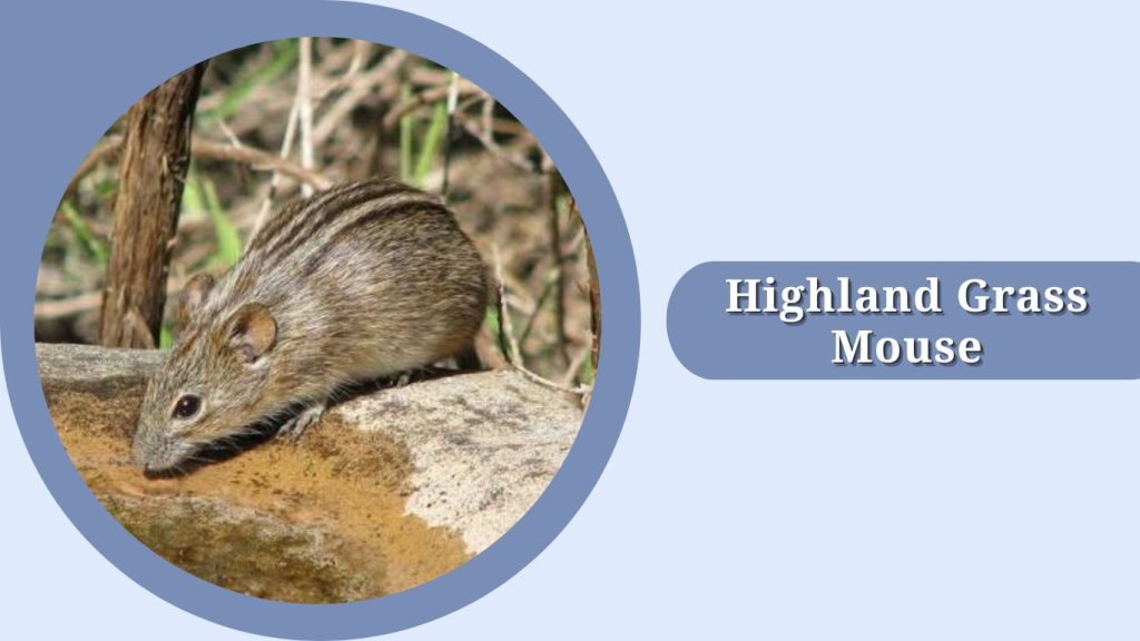 Highland Grass Mouse