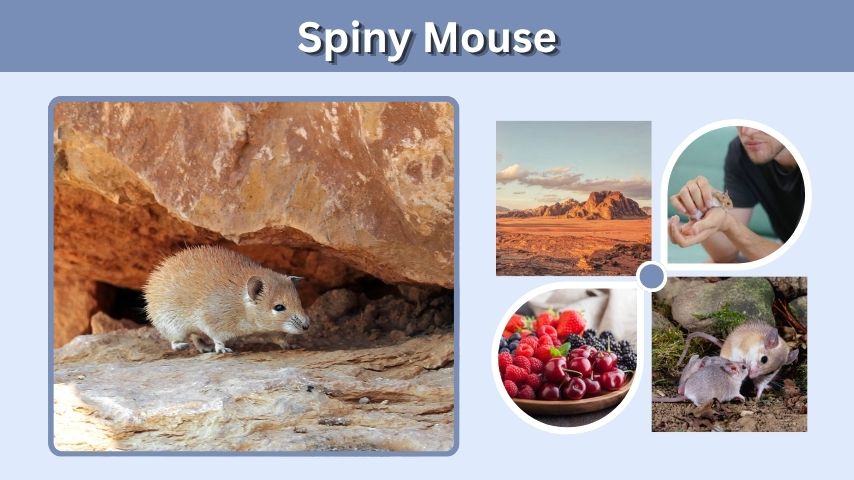 Spiny Mouse: Habitat, Diet, Lifespan, and Care Facts