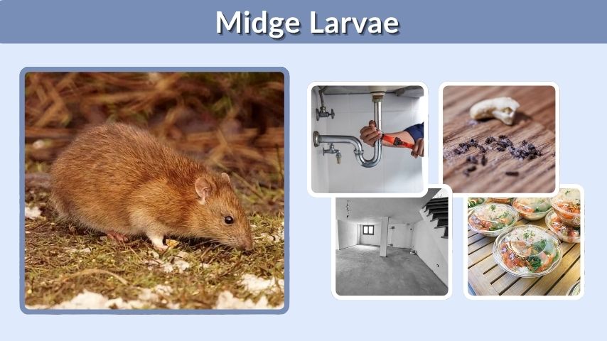 Brown Rat: Size, Habitat, Lifespan, and Identification