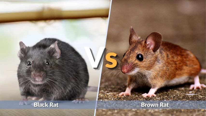 Black Rat vs Brown Rat: Key Differences to Know