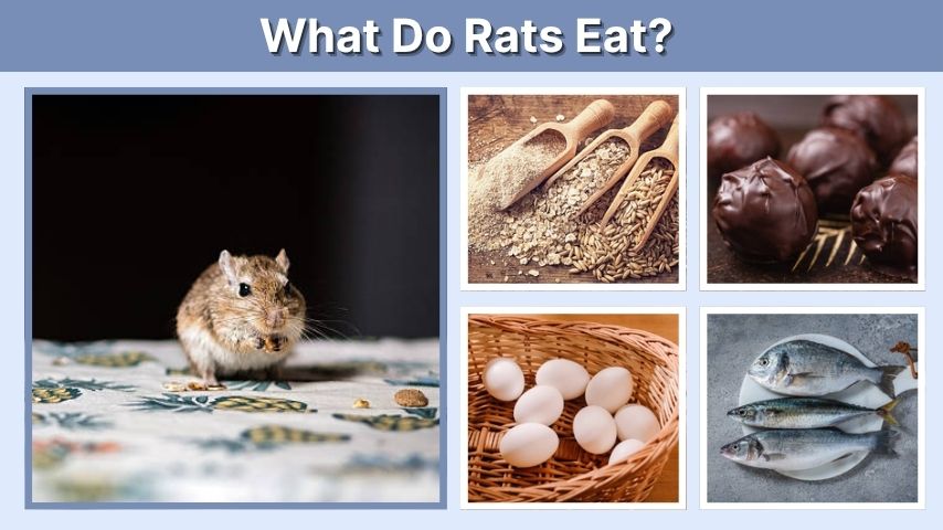 What Do Rats Eat? 13 Common Foods They Like to Eat