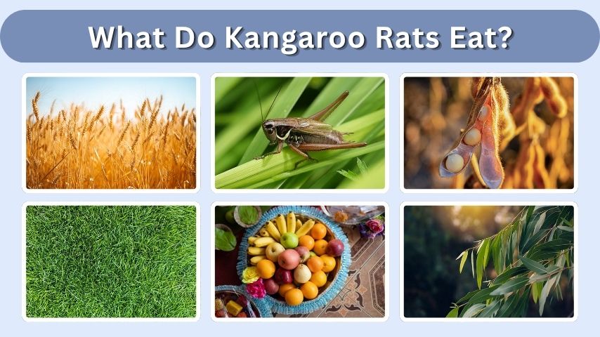 What Do Kangaroo Rats Eat? 7 Common Foods They Like