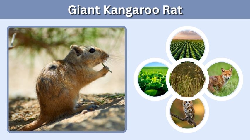Giant Kangaroo Rat: Habitat, Diet, Facts, and Conservation