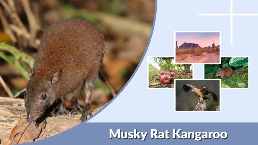 Musky Rat Kangaroo: Diet, Habitat, Size, and Facts