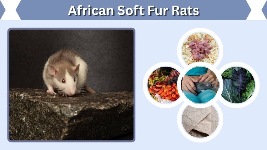 African Soft Fur Rats: Care, Size, Lifespan & Breeding Guide
