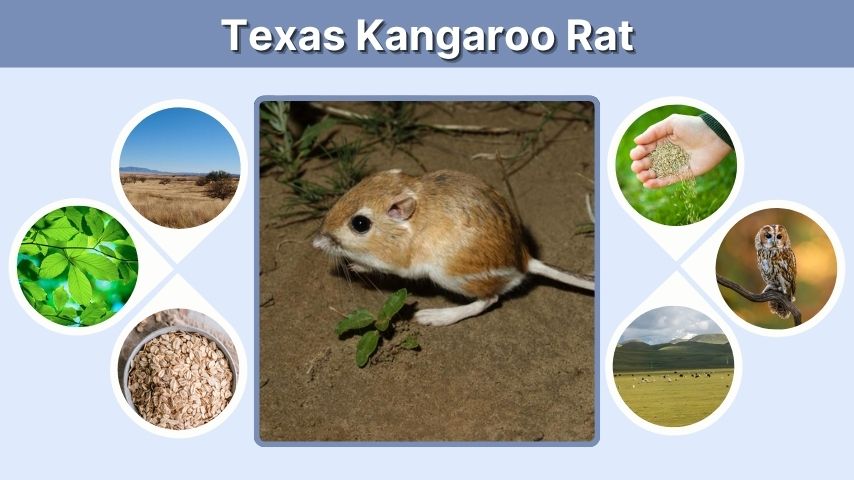 Texas Kangaroo Rat: Habitat, Diet, Facts, and Status