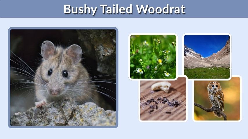 Bushy Tailed Woodrat: Size, Habitat, Diet, and Facts