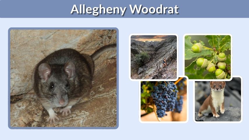Allegheny Woodrat: Facts, Habitat, Diet, and Conservation