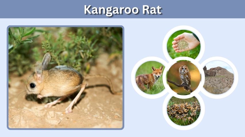 Kangaroo Rat: Habitat, Diet, Adaptations, and Facts