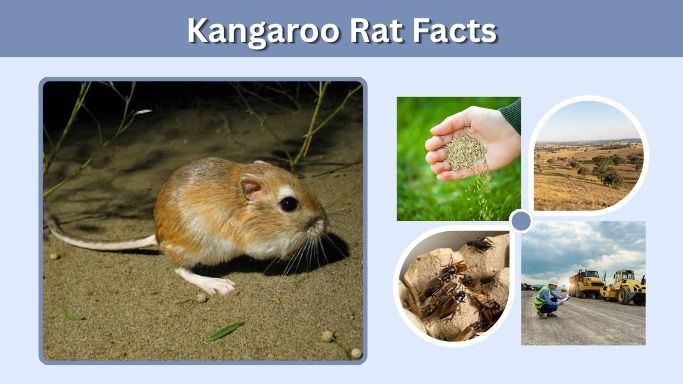 Kangaroo Rat Facts: Amazing Desert Survival Secrets