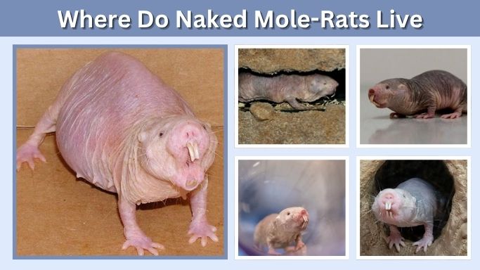 Where Do Naked Mole-Rats Live and How Long Do They Live?