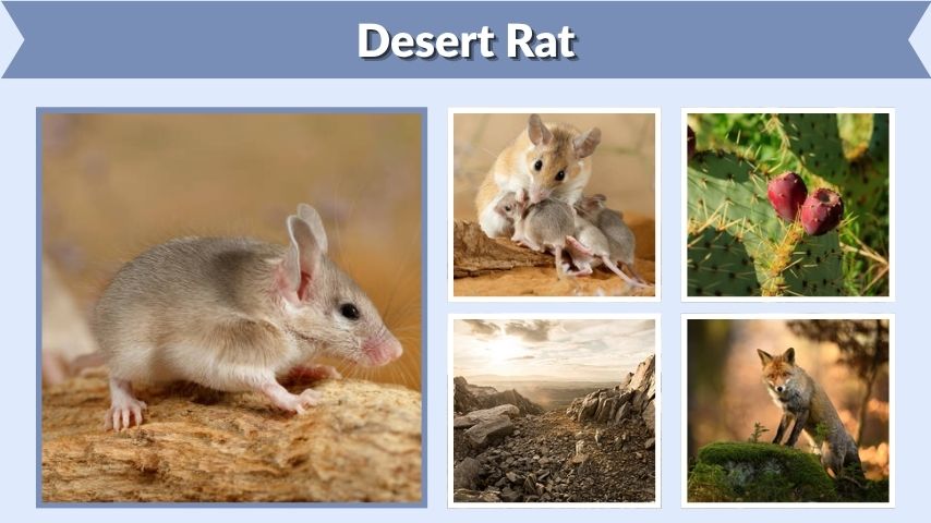 Desert Rat: Habitat, Diet, and Survival Adaptations