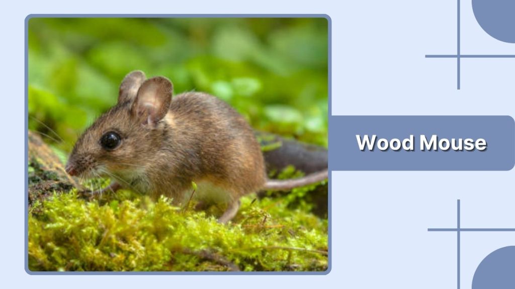 Wood Mouse