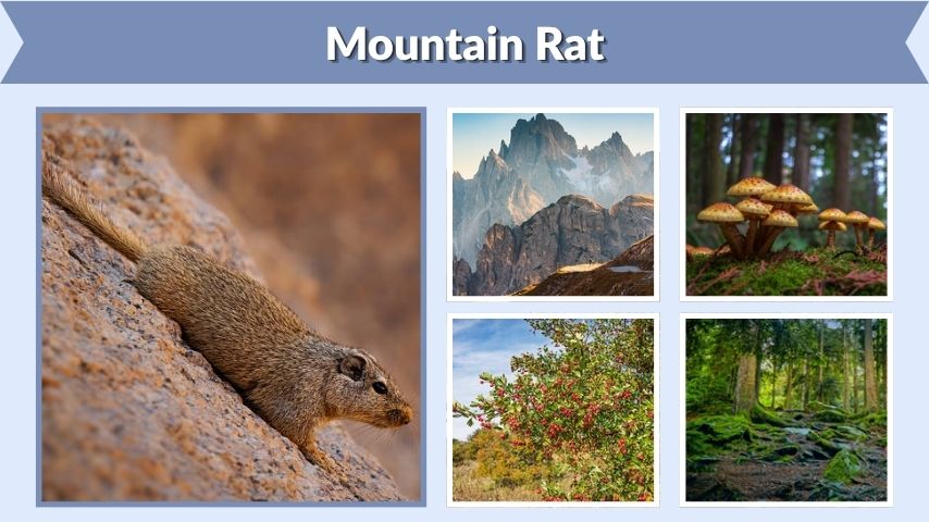 Mountain Rat: Habitat, Diet, Behavior, and Facts
