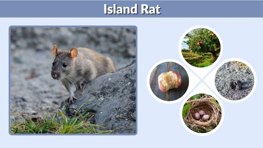 Island Rat Facts: Habitat, Diet, and Control Tips