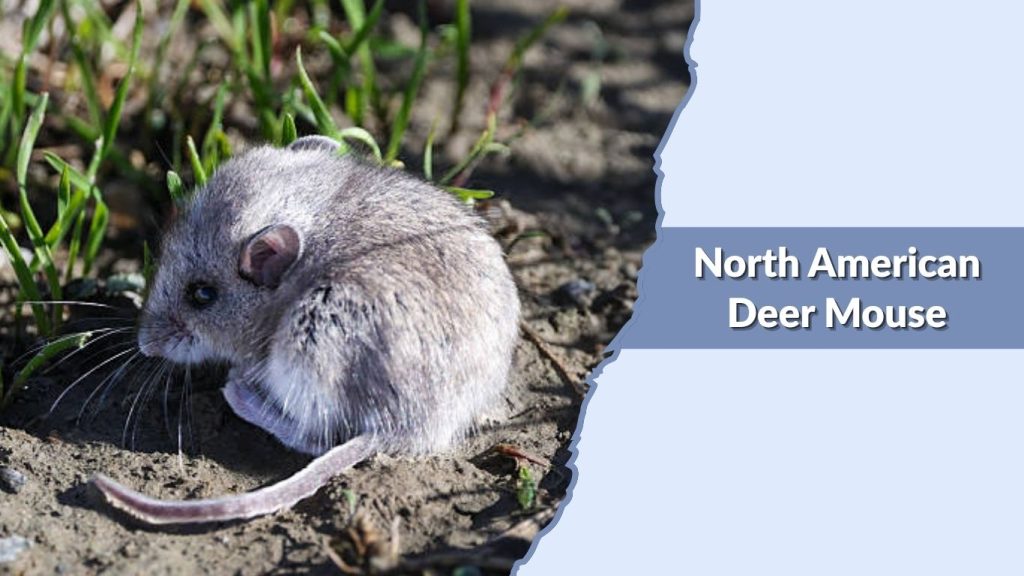 North American Deer Mouse