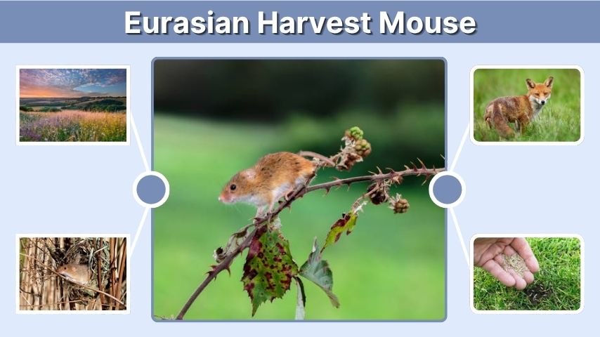 Eurasian Harvest Mouse: Habitat, Diet, and Facts