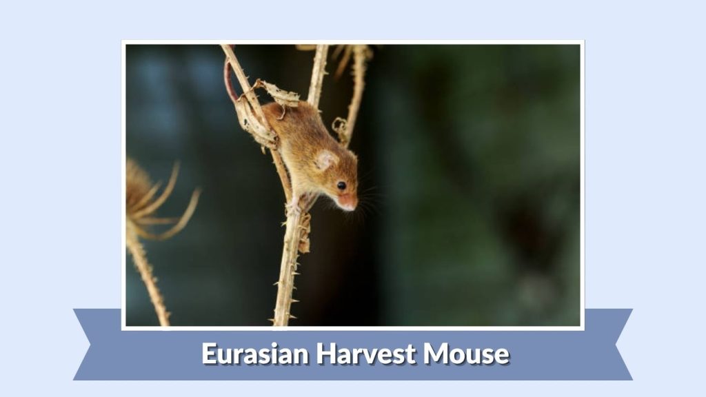 Eurasian Harvest Mouse