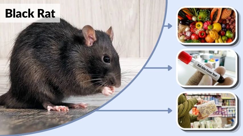 Black Rat: Facts, Diet, Habitat, and Control Guide