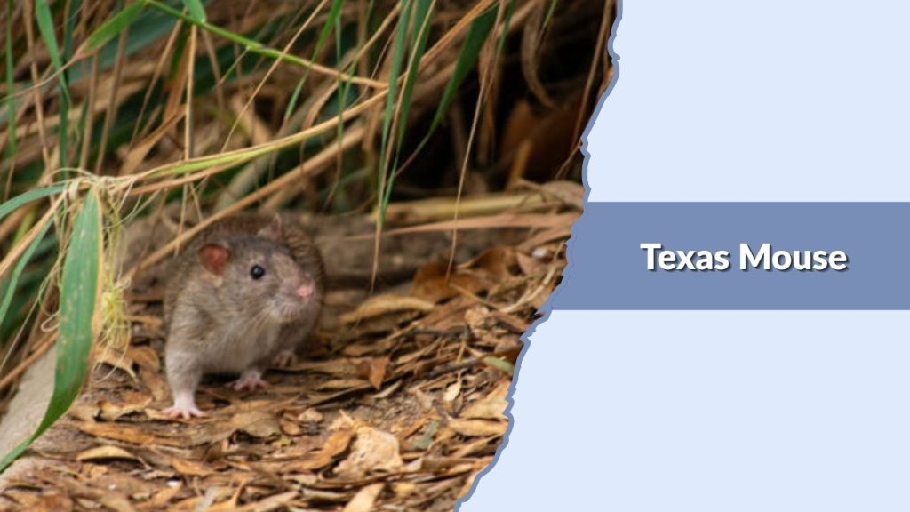 exas Mouse
