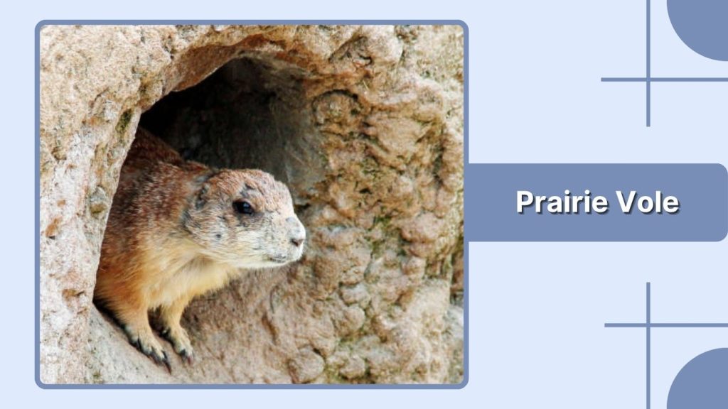 Prairie Vole