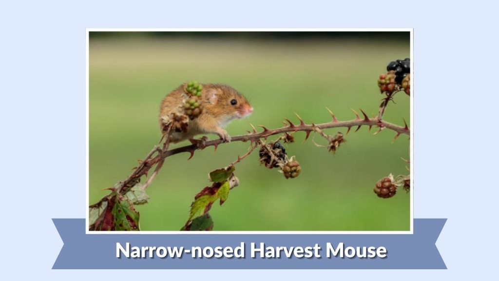 Narrow-nosed Harvest Mouse