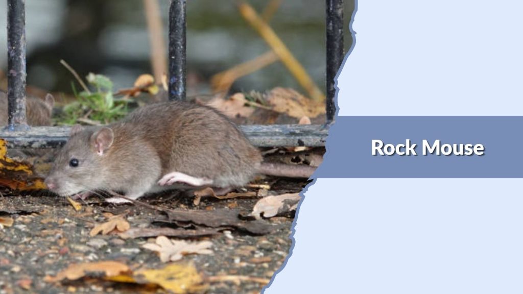 Rock Mouse