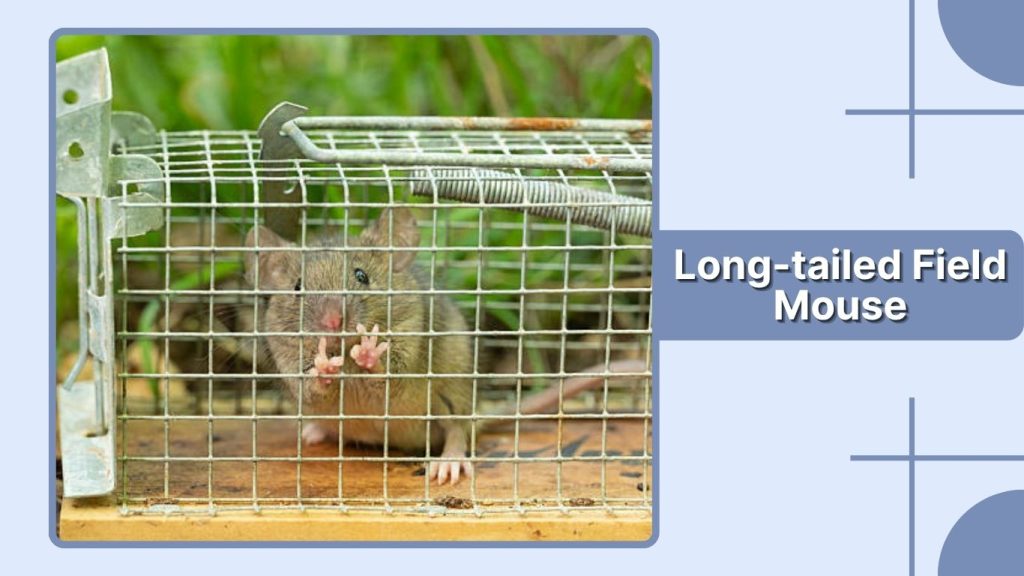 Long-tailed Field Mouse