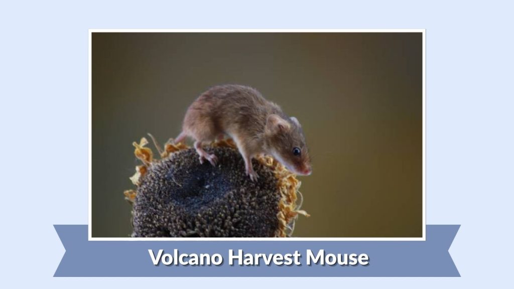 Volcano Harvest Mouse