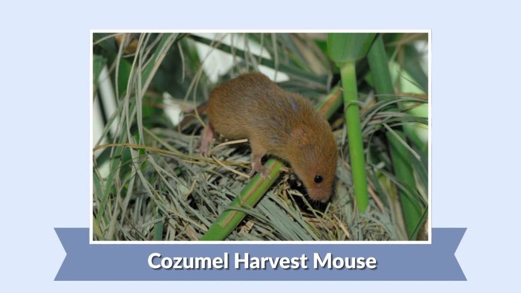 Cozumel Harvest Mouse