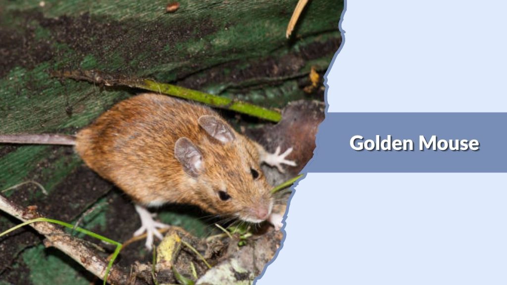 Golden Mouse