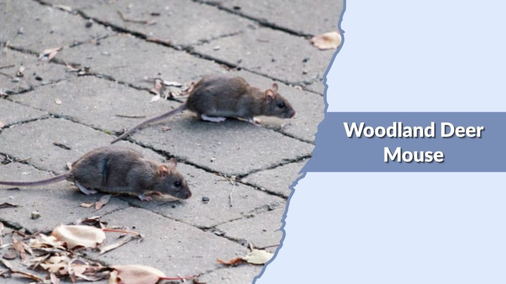 Woodland Deer Mouse
