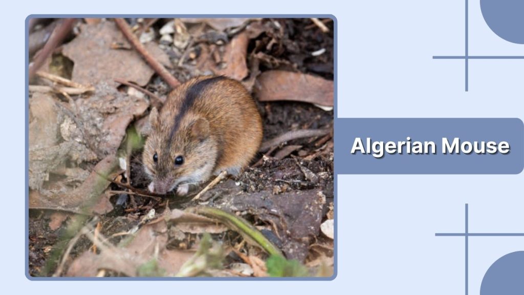 Algerian Mouse