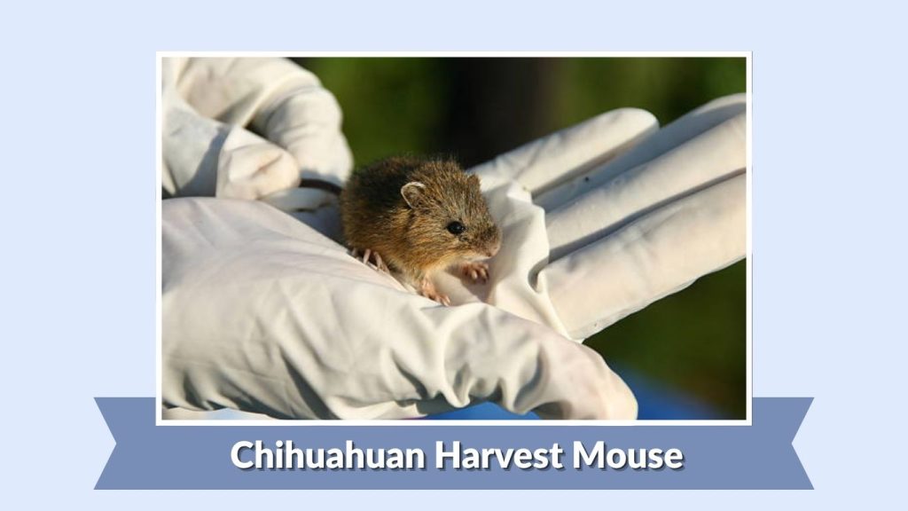 Chihuahuan Harvest Mouse