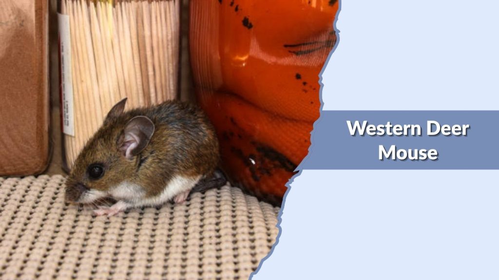 Western Deer Mouse