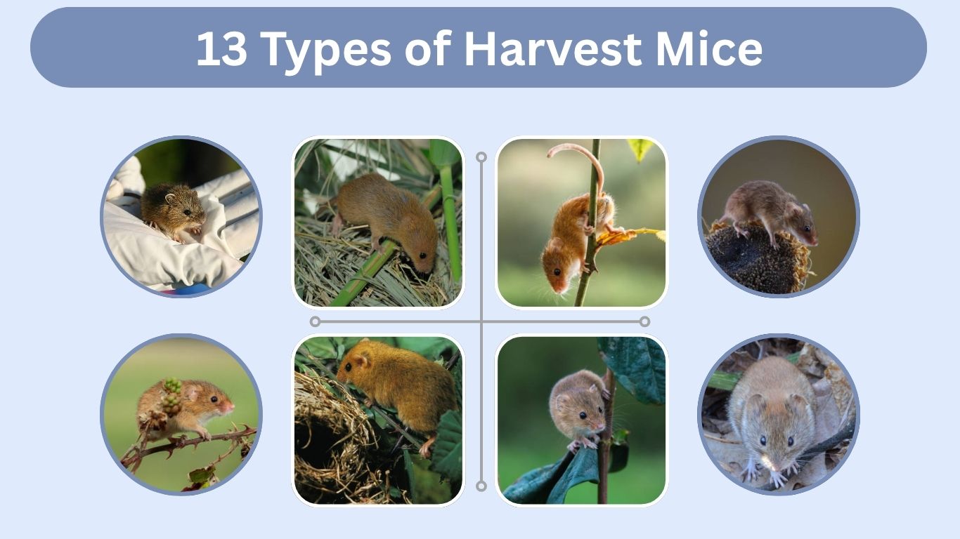 13 Types of Harvest Mice: Small Species Identification with Pictures