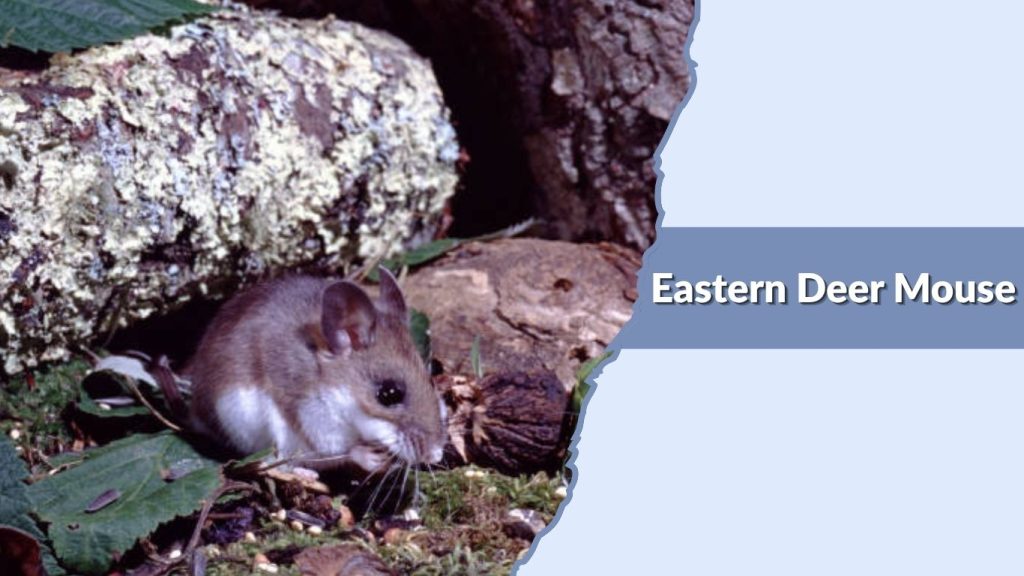  Eastern Deer Mouse