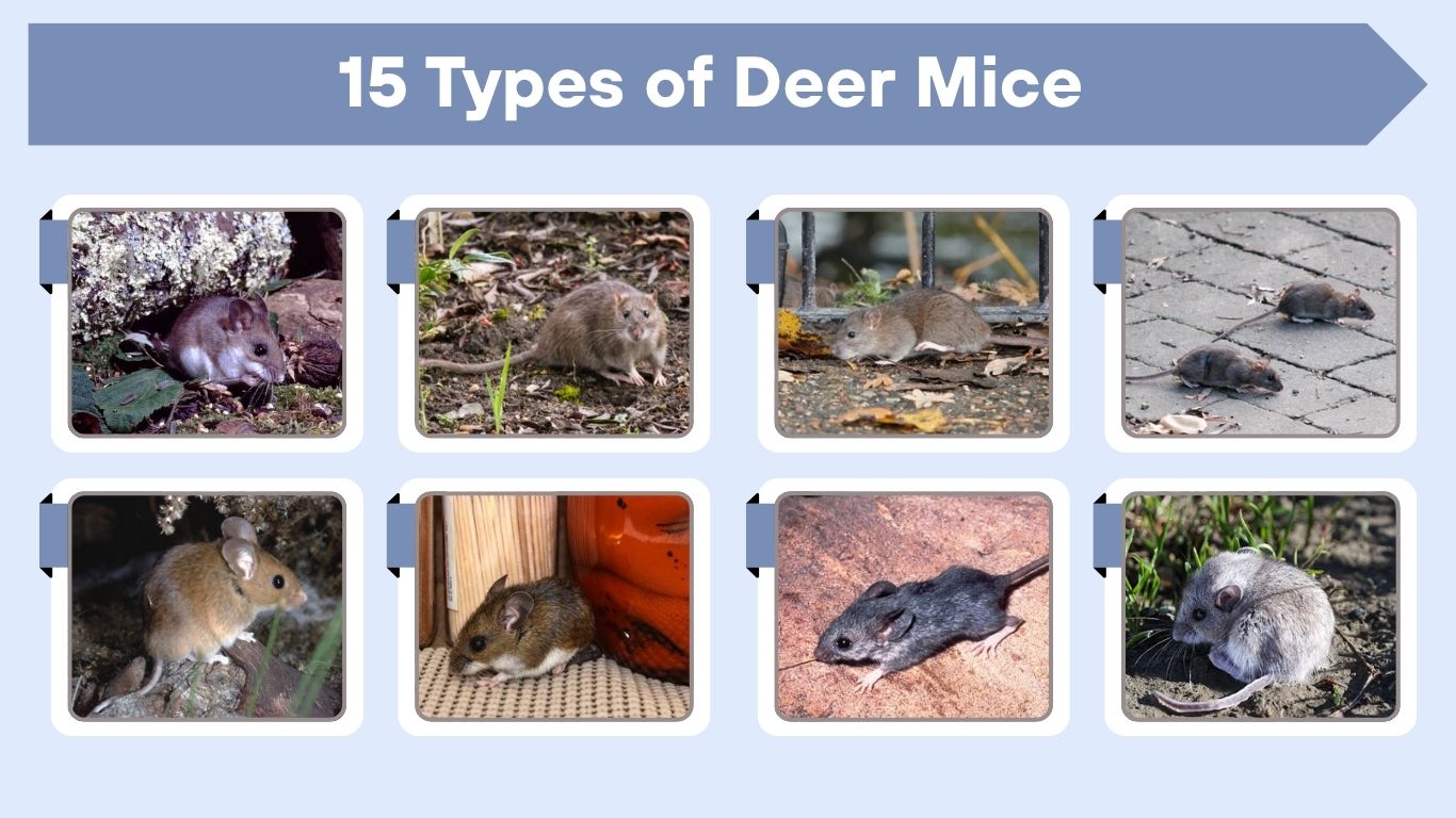 15 Types of Deer Mice: Species Identification with Pictures