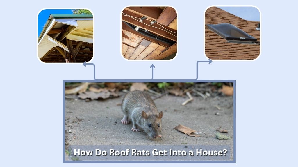 How Do Roof Rats Get Into a House?