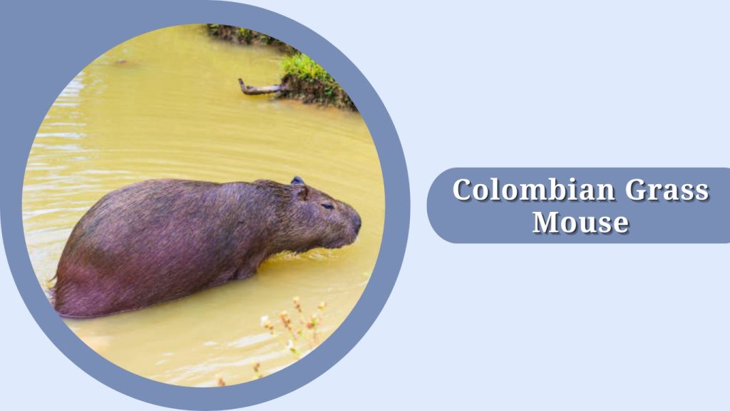 Colombian Grass Mouse