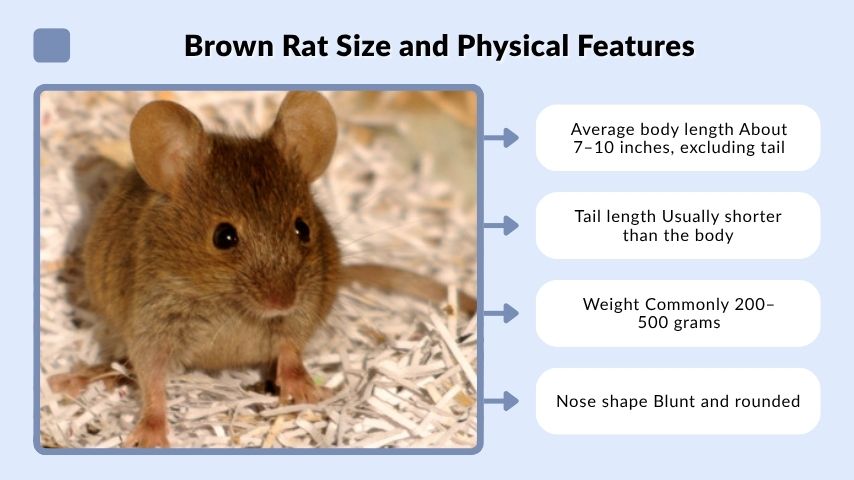 Brown Rat Size and Physical Features