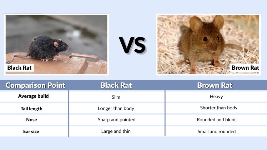 Main Difference Between Black Rat and Brown Rat
