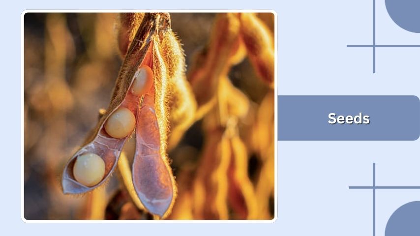 Seeds