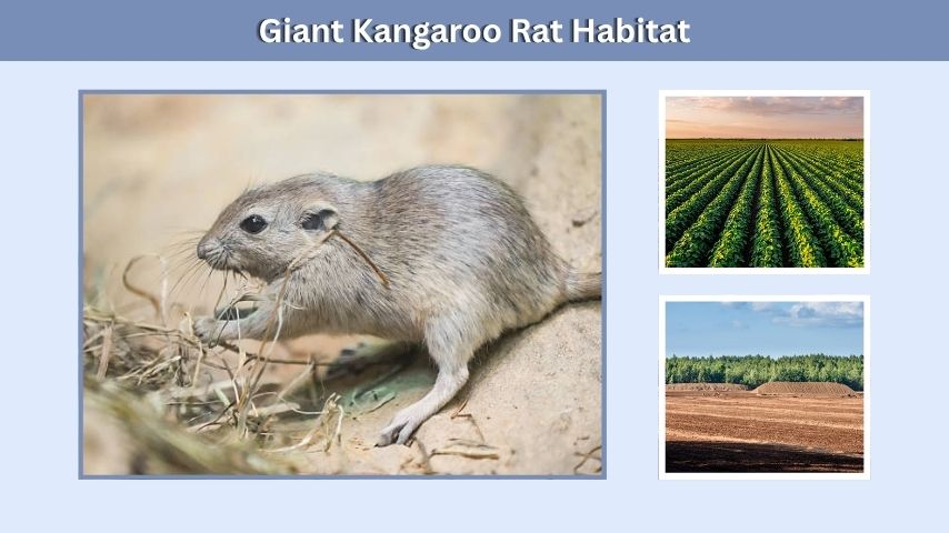 Giant Kangaroo Rat Habitat