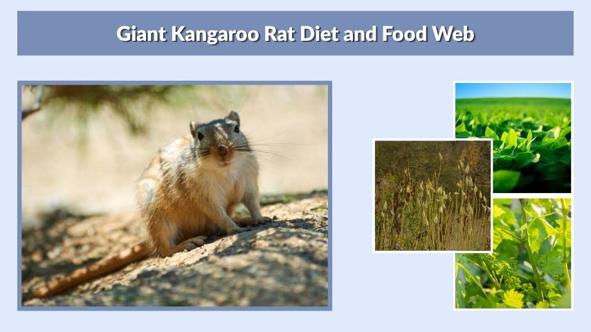 Giant Kangaroo Rat Diet and Food Web