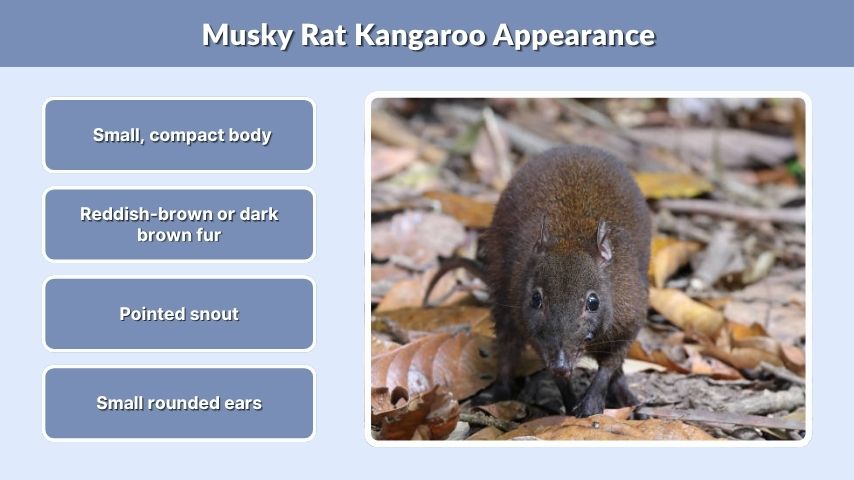 Musky Rat Kangaroo Appearance