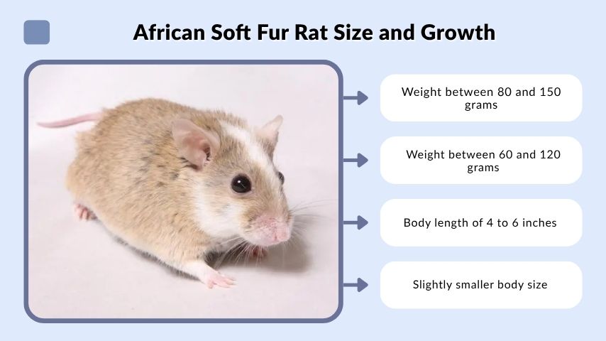 African Soft Fur Rat Size and Growth